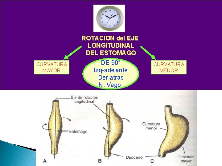 ROTACION del EJE LONGITUDINAL DEL ESTOMAGO CURVATURA MAYOR DE 90° Izq-adelante Der-atras N. Vago ROTACION del EJE LONGITUDINAL DEL ESTOMAGO CURVATURA MAYOR DE 90° Izq-adelante Der-atras N. Vago