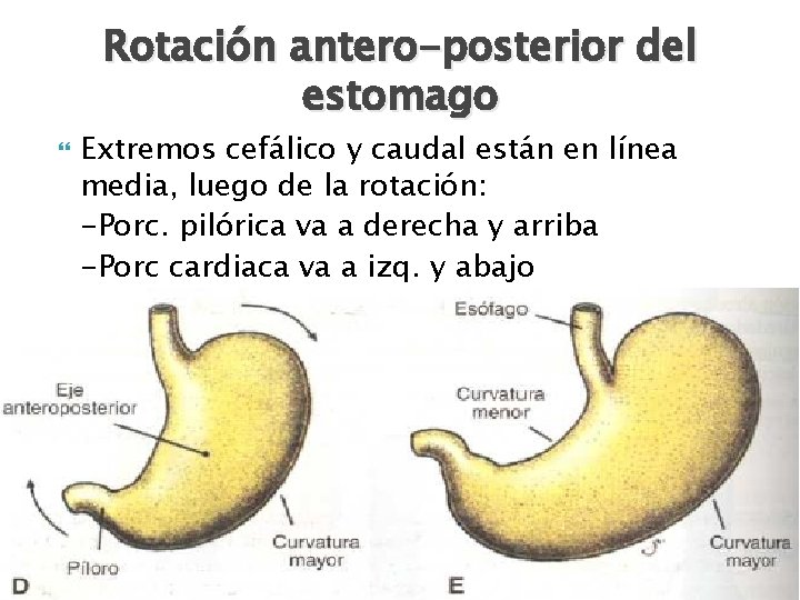 Rotación antero-posterior del estomago Extremos cefálico y caudal están en línea media, luego de