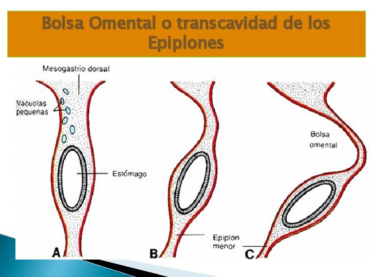 Bolsa Omental o transcavidad de los Epiplones Bolsa Omental o transcavidad de los Epiplones