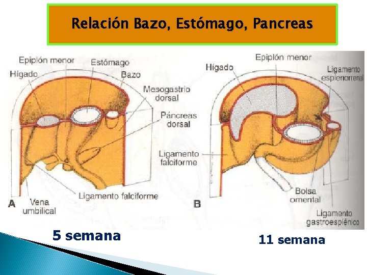 Relación Bazo, Estómago, Pancreas 5 semana 11 semana Relación Bazo, Estómago, Pancreas 5 semana 11 semana
