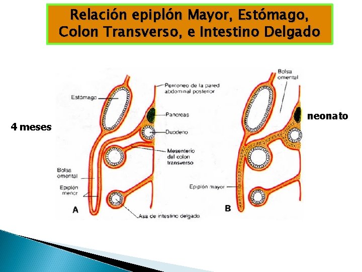 Relación epiplón Mayor, Estómago, Colon Transverso, e Intestino Delgado 4 meses neonato 