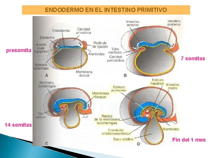 ENDODERMO EN EL INTESTINO PRIMITIVO presomita 7 somitas 14 somitas Fin del 1 mes