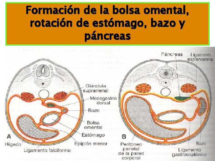 Formación de la bolsa omental, rotación de estómago, bazo y páncreas Formación de la bolsa omental, rotación de estómago, bazo y páncreas