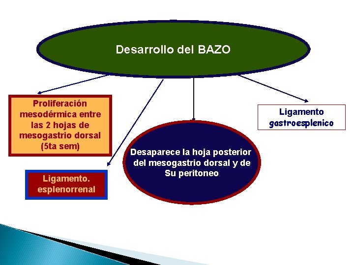 Desarrollo del BAZO Proliferación mesodérmica entre las 2 hojas de mesogastrio dorsal (5 ta