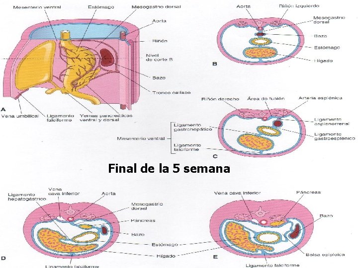 Final de la 5 semana Final de la 5 semana
