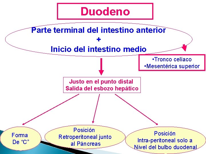 Duodeno Parte terminal del intestino anterior + Inicio del intestino medio • Tronco celíaco Duodeno Parte terminal del intestino anterior + Inicio del intestino medio • Tronco celíaco
