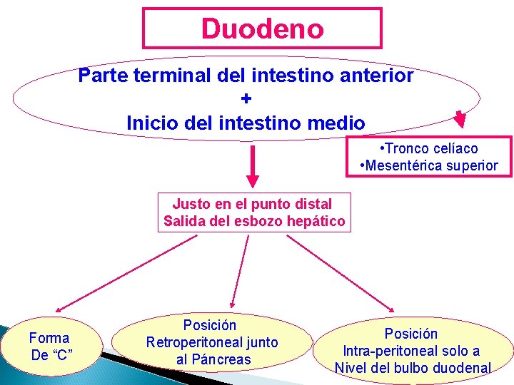 Duodeno Parte terminal del intestino anterior + Inicio del intestino medio • Tronco celíaco