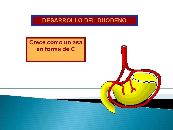 DESARROLLO DEL DUODENO Crece como un asa en forma de C 