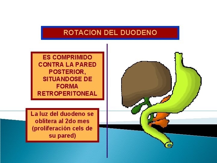 ROTACION DEL DUODENO ES COMPRIMIDO CONTRA LA PARED POSTERIOR, SITUANDOSE DE FORMA RETROPERITONEAL La