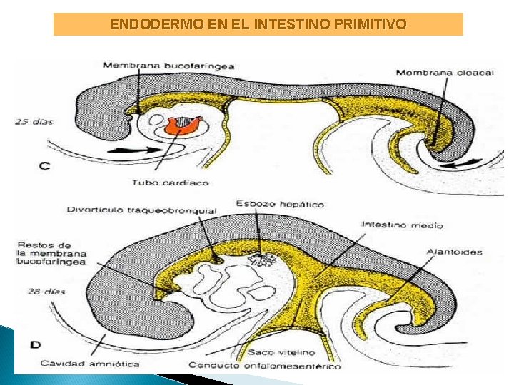 ENDODERMO EN EL INTESTINO PRIMITIVO 