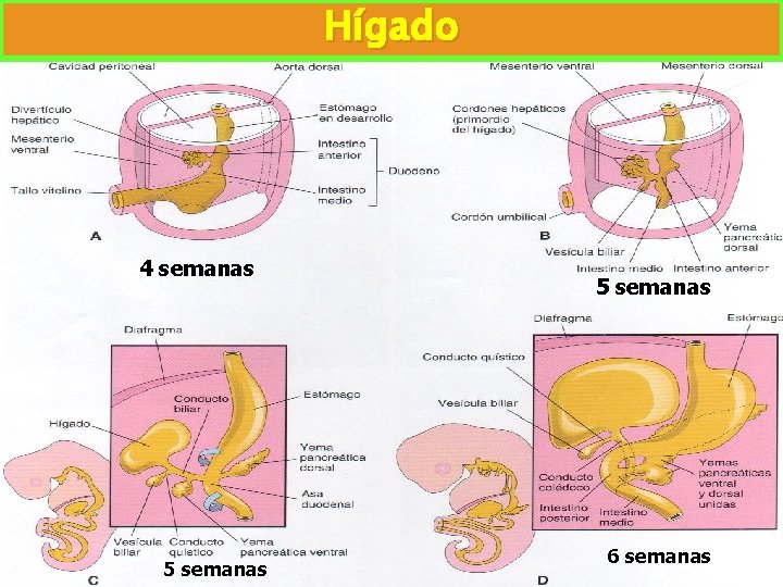 Hígado 4 semanas 5 semanas 6 semanas Hígado 4 semanas 5 semanas 6 semanas