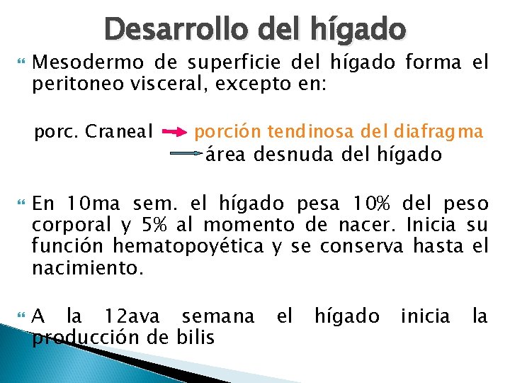 Desarrollo del hígado Mesodermo de superficie del hígado forma el peritoneo visceral, excepto en: