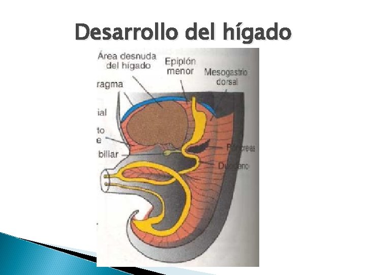 Desarrollo del hígado Desarrollo del hígado