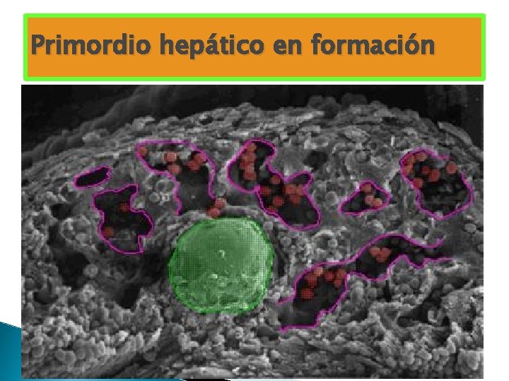Primordio hepático en formación Primordio hepático en formación