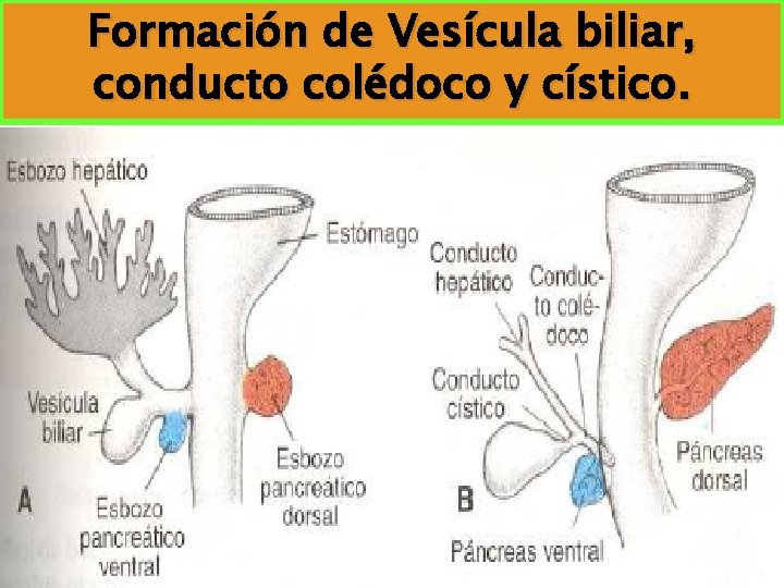 Formación de Vesícula biliar, conducto colédoco y cístico. Formación de Vesícula biliar, conducto colédoco y cístico.