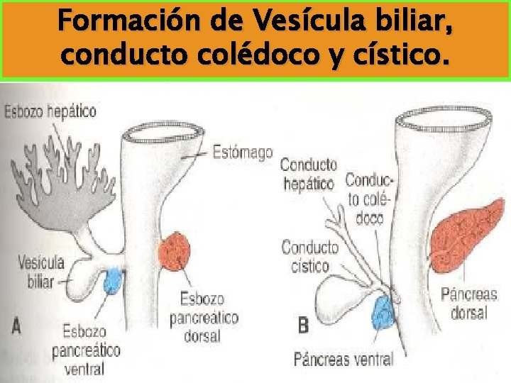 Formación de Vesícula biliar, conducto colédoco y cístico. 