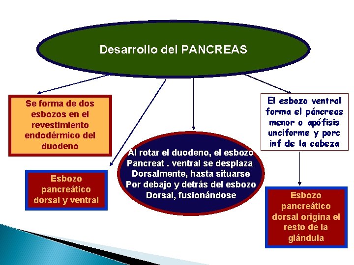 Desarrollo del PANCREAS Se forma de dos esbozos en el revestimiento endodérmico del duodeno Desarrollo del PANCREAS Se forma de dos esbozos en el revestimiento endodérmico del duodeno