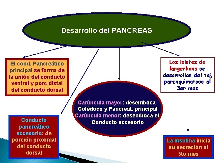 Desarrollo del PANCREAS Los islotes de langerhans se desarrollan del tej parenquimatoso al 3 Desarrollo del PANCREAS Los islotes de langerhans se desarrollan del tej parenquimatoso al 3
