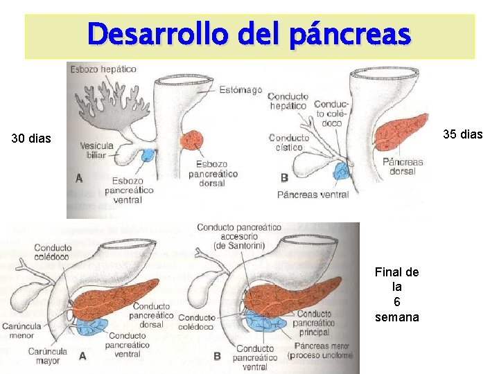 Desarrollo del páncreas 35 dias 30 dias Final de la 6 semana 