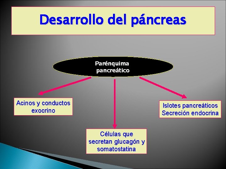 Desarrollo del páncreas Parénquima pancreático Acinos y conductos exocrino Islotes pancreáticos Secreción endocrina Células