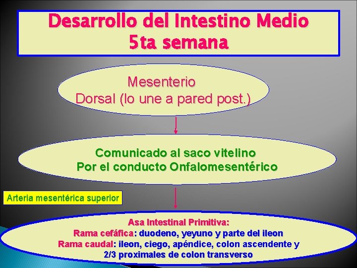 Desarrollo del Intestino Medio 5 ta semana Mesenterio Dorsal (lo une a pared post. Desarrollo del Intestino Medio 5 ta semana Mesenterio Dorsal (lo une a pared post.