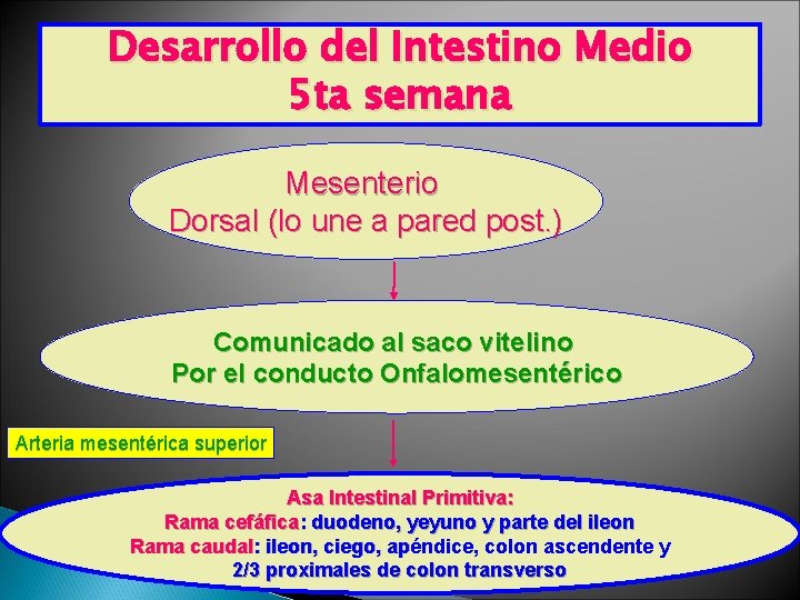 Desarrollo del Intestino Medio 5 ta semana Mesenterio Dorsal (lo une a pared post.