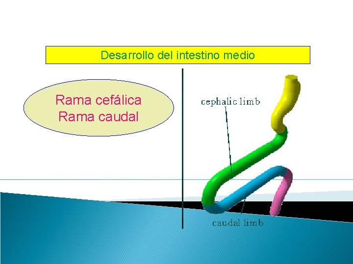 Desarrollo del intestino medio Rama cefálica Rama caudal 