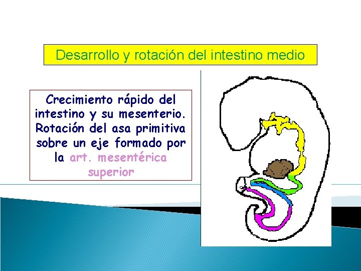 Desarrollo y rotación del intestino medio Crecimiento rápido del intestino y su mesenterio. Rotación Desarrollo y rotación del intestino medio Crecimiento rápido del intestino y su mesenterio. Rotación