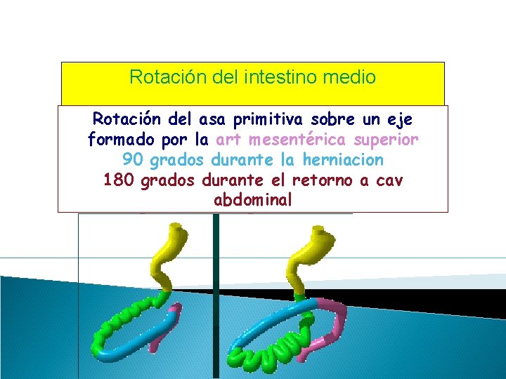 Rotación del intestino medio Rotación del asa primitiva sobre un eje formado por la