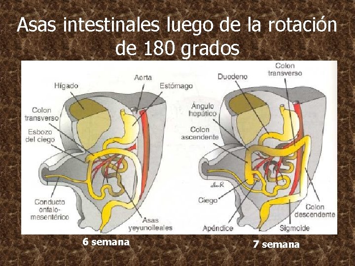 Asas intestinales luego de la rotación de 180 grados 6 semana 7 semana 