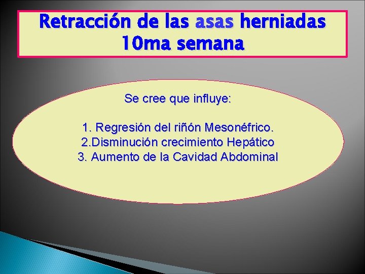 Retracción de las asas herniadas 10 ma semana Se cree que influye: 1. Regresión Retracción de las asas herniadas 10 ma semana Se cree que influye: 1. Regresión