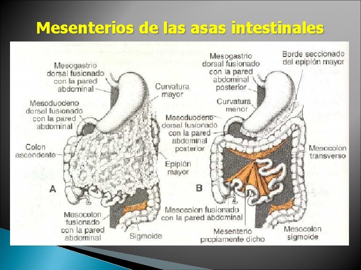 Mesenterios de las asas intestinales Mesenterios de las asas intestinales