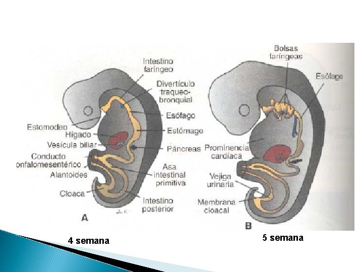 4 semana 5 semana 