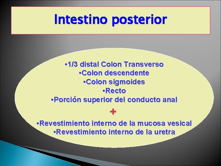 Intestino posterior • 1/3 distal Colon Transverso • Colon descendente • Colon sigmoides •