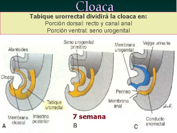 Tabique urorrectal dividirá la cloaca en: Porción dorsal: recto y canal Porción ventral: seno Tabique urorrectal dividirá la cloaca en: Porción dorsal: recto y canal Porción ventral: seno