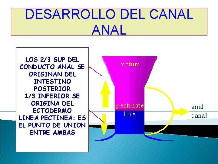 DESARROLLO DEL CANAL LOS 2/3 SUP DEL CONDUCTO ANAL SE ORIGINAN DEL INTESTINO POSTERIOR