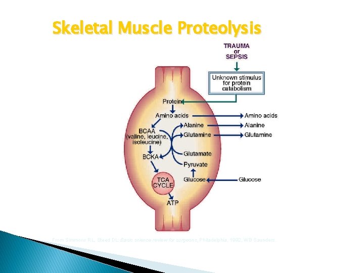 Skeletal Muscle Proteolysis From Simmons RL, Steed DL: Basic science review for surgeons, Philadelphia,