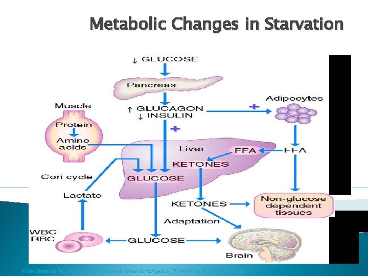 Metabolic Changes in Starvation From Simmons RL, Steed DL: Basic science review for surgeons,