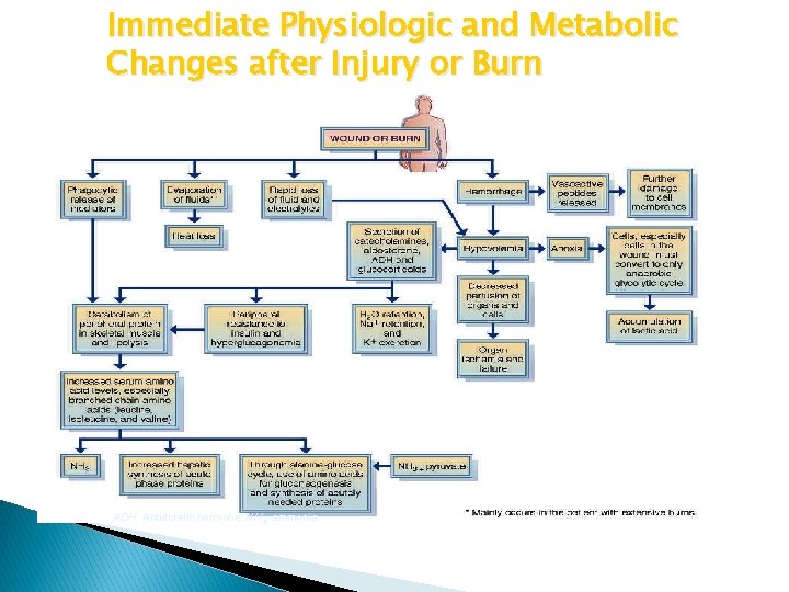 Immediate Physiologic and Metabolic Changes after Injury or Burn ADH, Antiduretic hormone; NH 3,