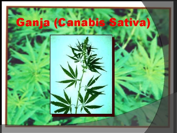 Ganja (Canabis Sativa) 