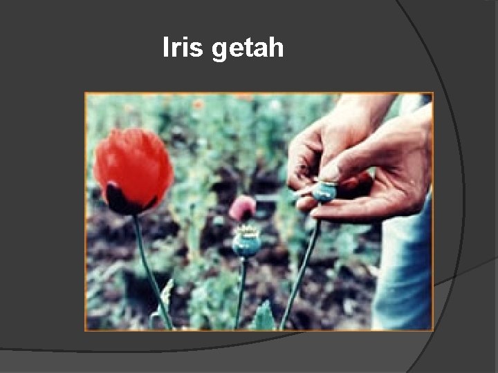 Iris getah 