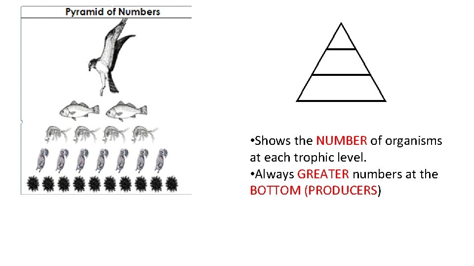  • Shows the NUMBER of organisms at each trophic level. • Always GREATER