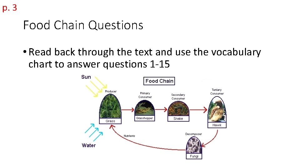 p. 3 Food Chain Questions • Read back through the text and use the
