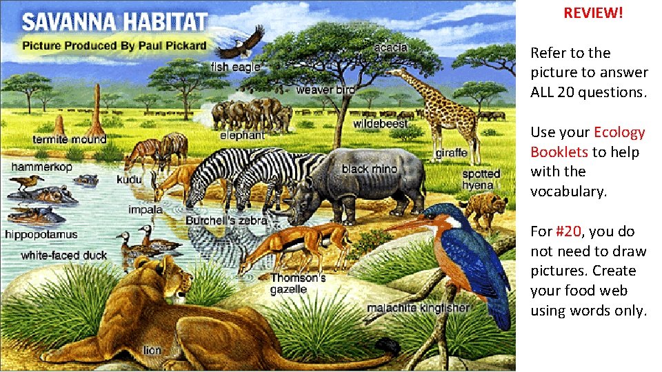 REVIEW! Refer to the picture to answer ALL 20 questions. Use your Ecology Booklets