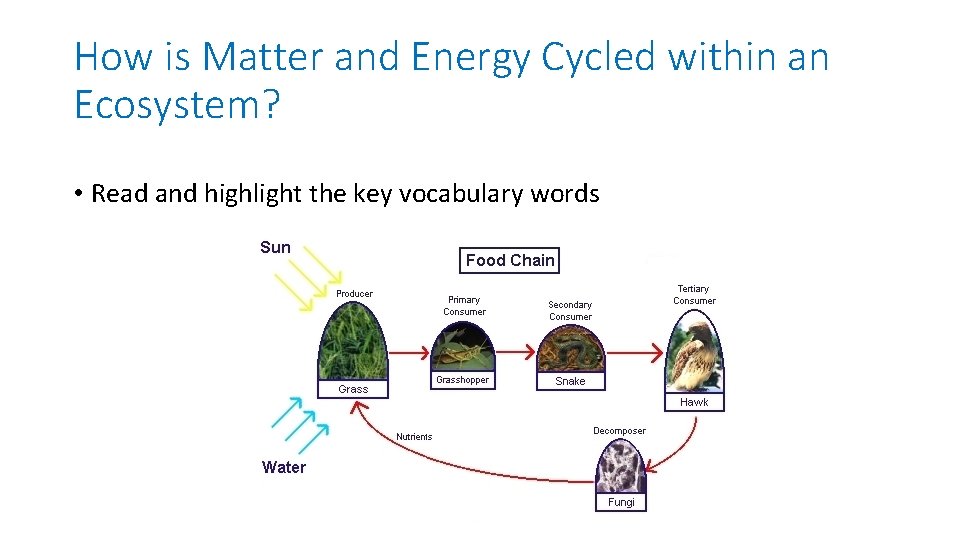 How is Matter and Energy Cycled within an Ecosystem? • Read and highlight the