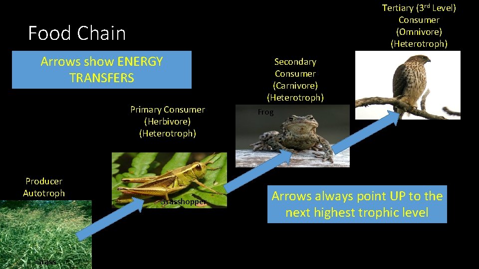 Tertiary (3 rd Level) Consumer (Omnivore) (Heterotroph) Food Chain Arrows show ENERGY TRANSFERS Primary