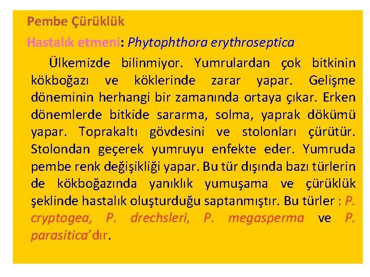 Pembe Çürüklük Hastalık etmeni: Phytophthora erythroseptica Ülkemizde bilinmiyor. Yumrulardan çok bitkinin kökboğazı ve köklerinde