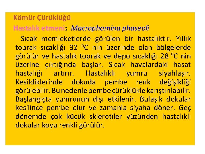 Kömür Çürüklüğü Hastalık etmeni: Macrophomina phaseoli Sıcak memleketlerde görülen bir hastalıktır. Yıllık toprak sıcaklığı