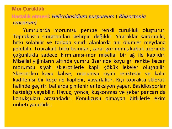 Mor Çürüklük Hastalık etmeni: Helicobasidium purpureum ( Rhizoctonia crocorum) Yumrularda morumsu pembe renkli çürüklük