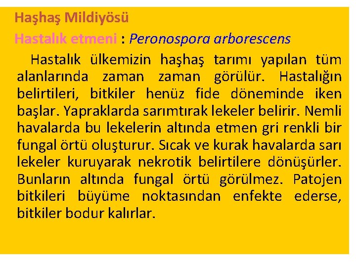 Haşhaş Mildiyösü Hastalık etmeni : Peronospora arborescens Hastalık ülkemizin haşhaş tarımı yapılan tüm alanlarında